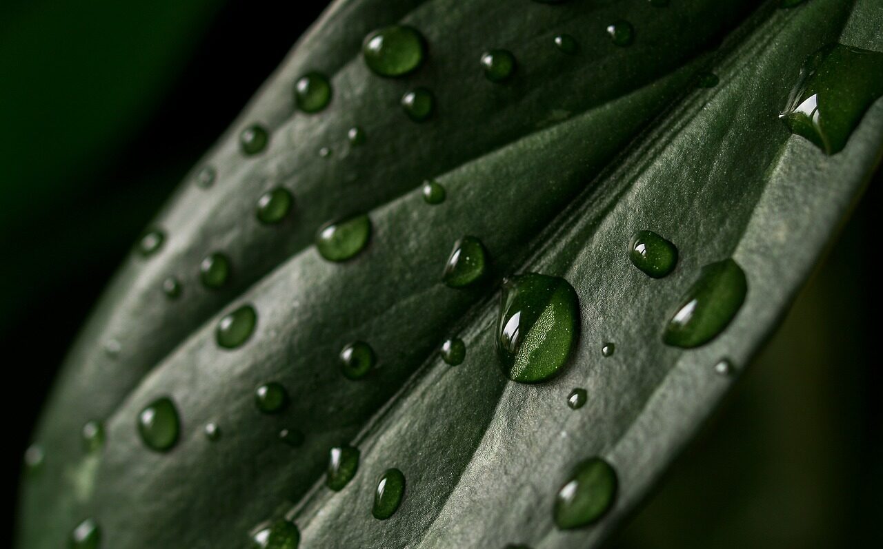 leaf, plant, texture-5533218.jpg